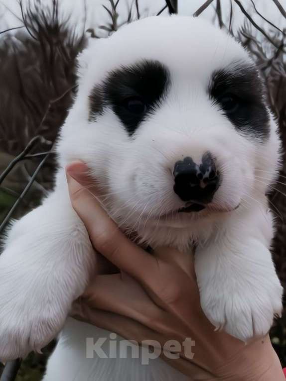 Собаки в Армянске: Продажа щенков САО  Мальчик, 20 000 руб. - фото 5