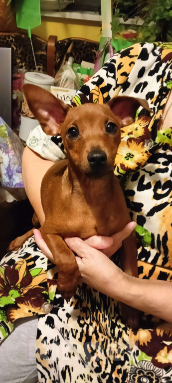 Собаки в Москве: Очаровательная девочка цвергпинчер Девочка, 50 000 руб. - фото 4