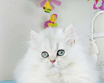 Кошки в Москве: Британский котёнок   Мальчик, 10 000 руб. - фото 3