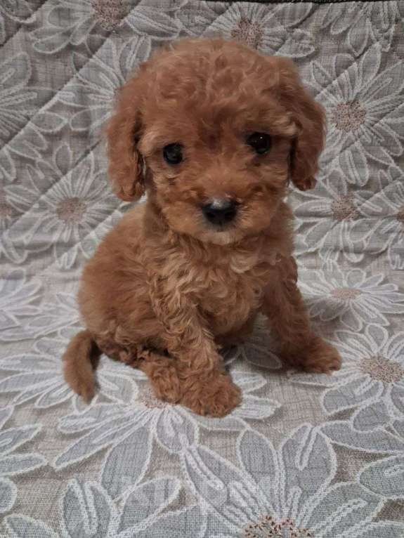 Собаки в Шахте: Кавапу, щенки Девочка, 40 000 руб. - фото 2