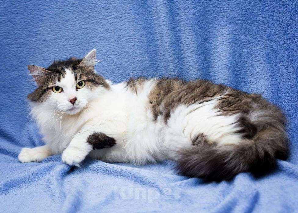 Кошки в Москве: Пушистый ласковый котик Рулет ждет своих любящих людей! Мальчик, Бесплатно - фото 3