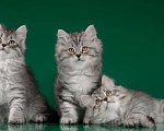 Кошки в Болхове: Сибирские котята, 40 руб. - фото 4