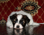 Собаки в Москве: Питомник ВАЛНЕРЗИ предлагает континентального той спниела папийон (папильона) Мальчик, 80 000 руб. - фото 1
