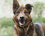 Собаки в Москве: Кроткий Шон из приюта ищет дом Мальчик, Бесплатно - фото 1