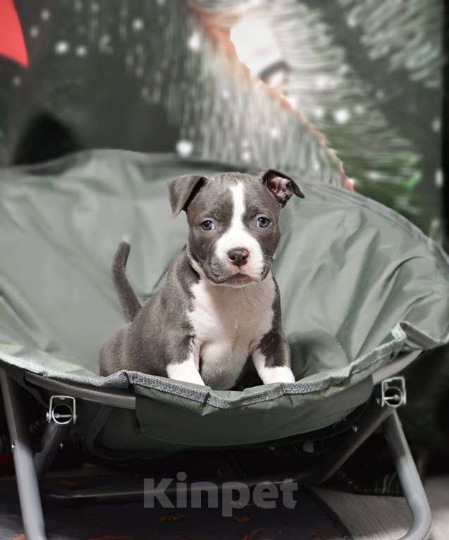 Собаки в Москве: Шикарный парень амстаффа Мальчик, 100 000 руб. - фото 1
