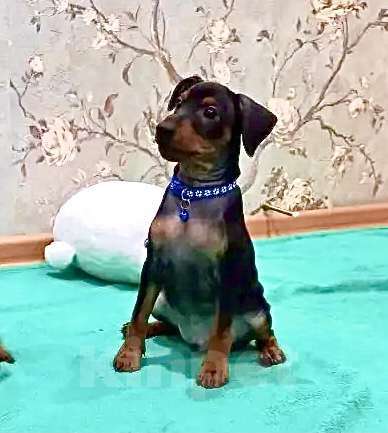 Собаки в Красноярске: Щенки цвергпинчера Мальчик, 45 000 руб. - фото 4