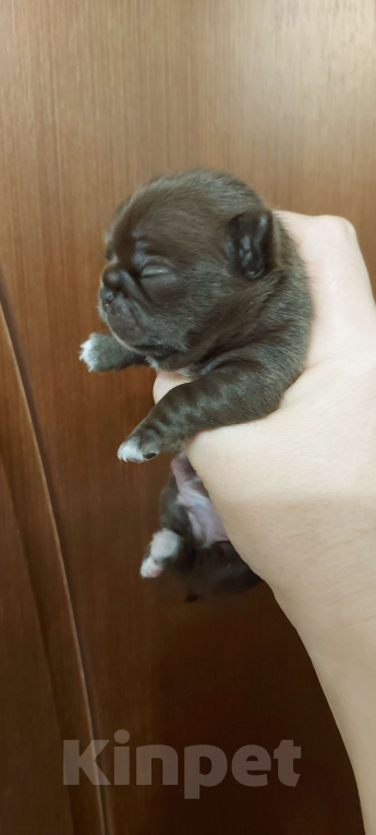 Собаки в Новосибирске: Шоколадный невероятный парень! Мальчик, Бесплатно - фото 2