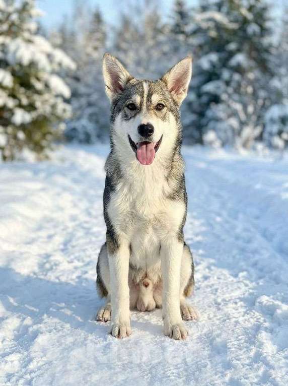Собаки в Москве: Три щенячьх сердца ищут добрых хозяев Мальчик, Бесплатно - фото 10