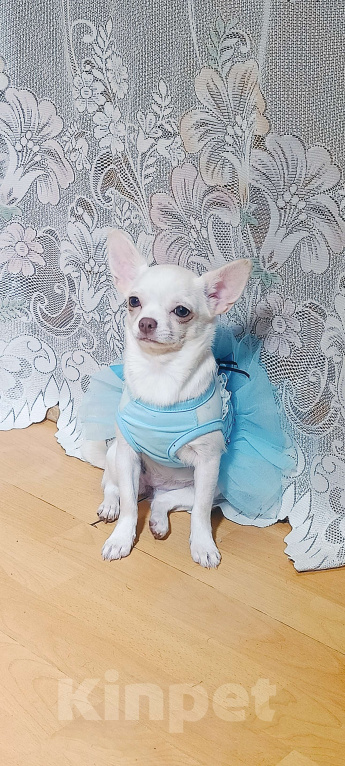 Собаки в Москве: Белоснежная прЫнцесса Девочка, 39 000 руб. - фото 4