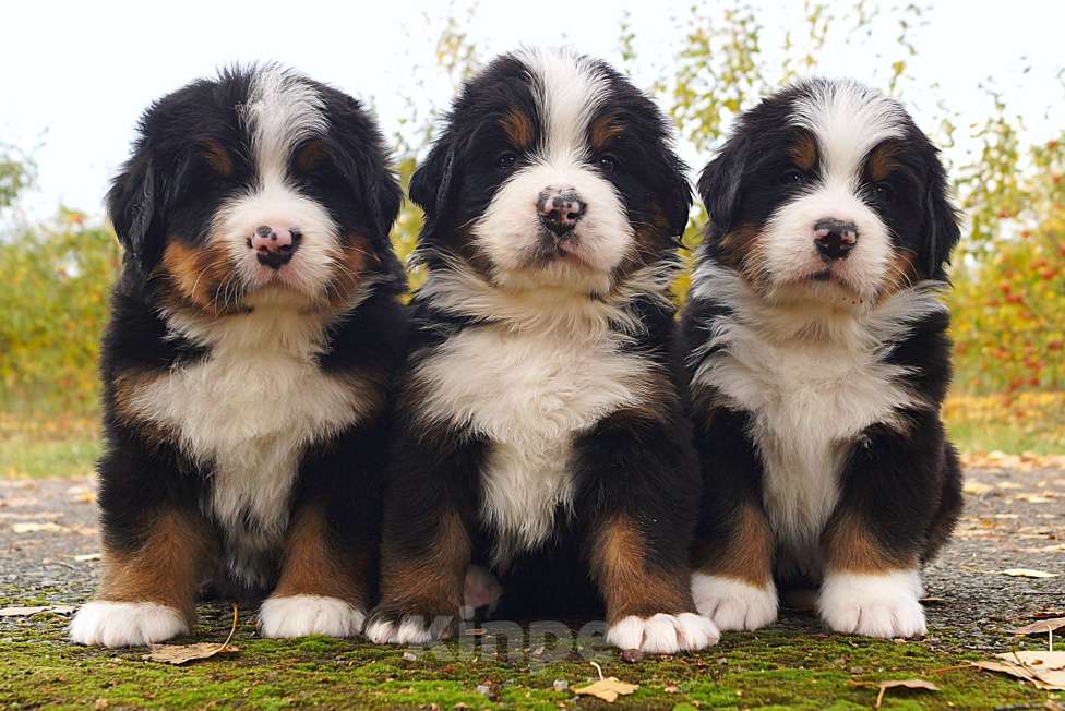 Собаки в Москве: Щенки бернского зенненхунда из питомника Девочка, Бесплатно - фото 1