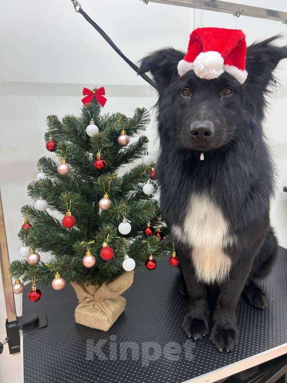 Собаки в Москве: Познакомьтеcь c Mариком Мальчик, Бесплатно - фото 1