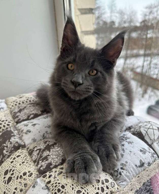 Кошки в Санкт-Петербурге: Продажа мейн-кун питомник Мальчик, 60 000 руб. - фото 8