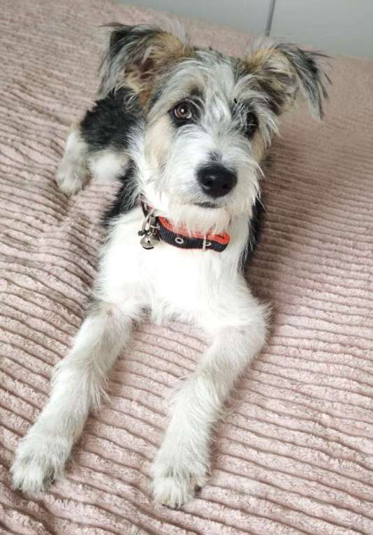 Собаки в Долгопрудном: Нежный бородатик ищет дом Девочка, Бесплатно - фото 6