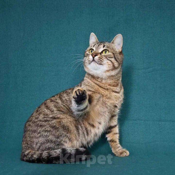 Кошки в Москве: кошка Яблонька ищет дом Девочка, Бесплатно - фото 3