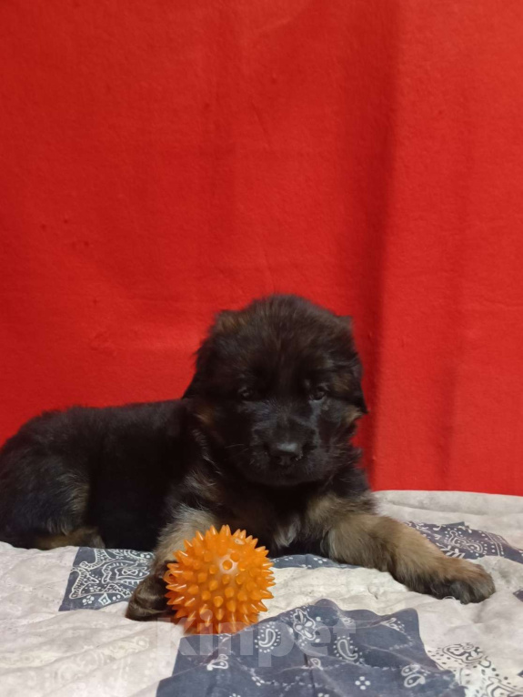 Собаки в Ангарске: Щенки длинношёрстной немецкой овчарки  Мальчик, 50 000 руб. - фото 3