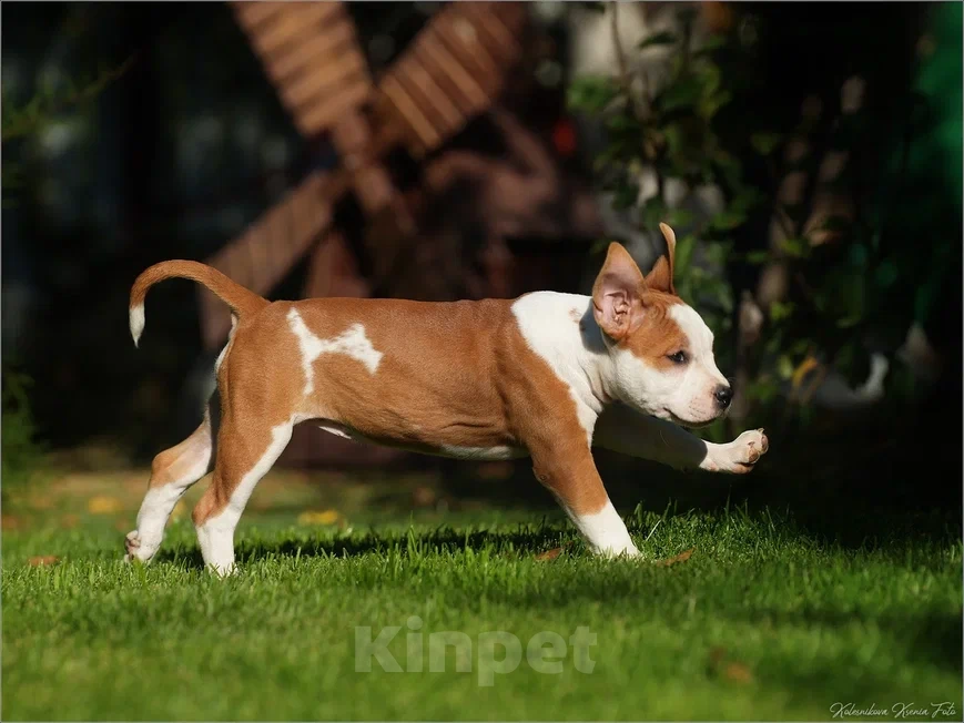 Собаки в Самаре: Породные щенки АСТ из питомника Девочка, 40 000 руб. - фото 5