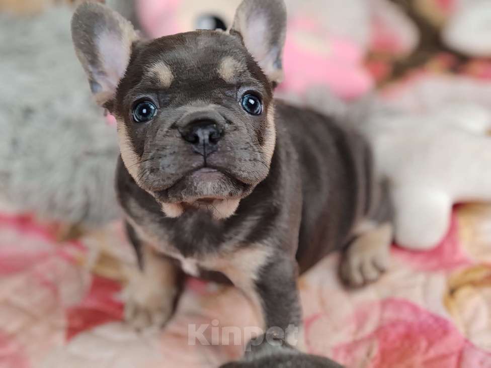 Собаки в Санкт-Петербурге: Шикарная голубая девочка  Девочка, 80 000 руб. - фото 2