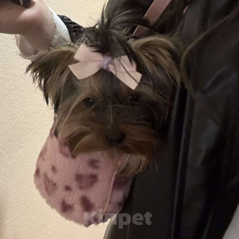 Собаки в Москве: Йоркширский терьер, девочка микро, бейби фейс Девочка, 45 000 руб. - фото 1