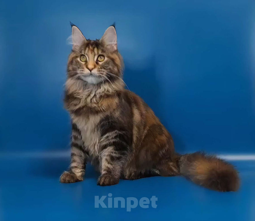 Кошки в Уфе: Девочка мейн-кун 5 мес  Девочка, 40 000 руб. - фото 2