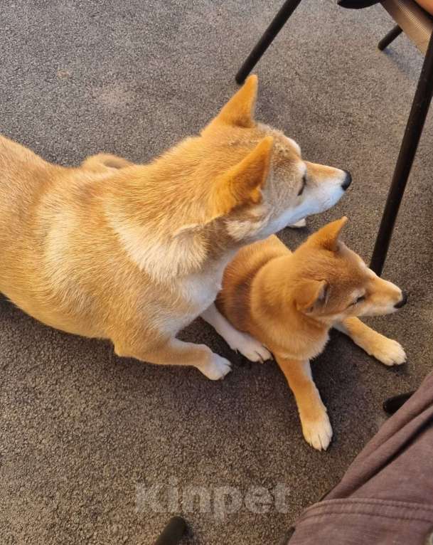 Собаки в Оренбурге: Щенок Сиба-Ину, мальчик 4 мес. Мальчик, 25 000 руб. - фото 2