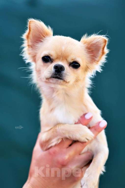 Собаки в Москве: Чихуахуа длиношерстная сука  Девочка, 100 000 руб. - фото 4