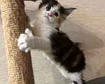 Кошки в Кирове: Девочка Мейн-Кун полидакт чистопородная Девочка, 50 000 руб. - фото 2