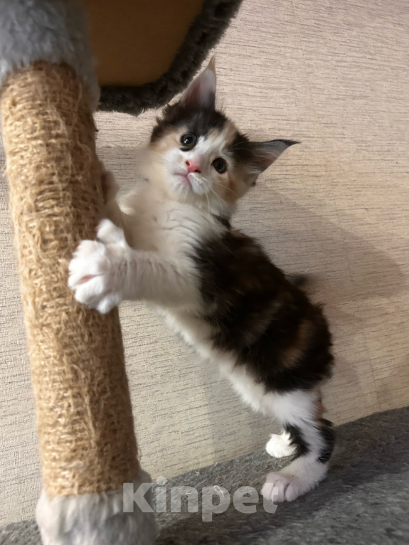 Кошки в Кирове: Девочка Мейн-Кун полидакт чистопородная Девочка, 50 000 руб. - фото 2