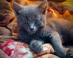 Кошки в Шатуре: Котенок в добрые руки Мальчик, Бесплатно - фото 1
