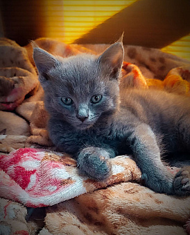 Котенок в добрые руки