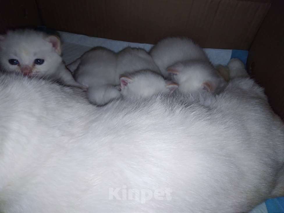 Кошки в Ярославле: Котята породы манчкин Девочка, Бесплатно - фото 3