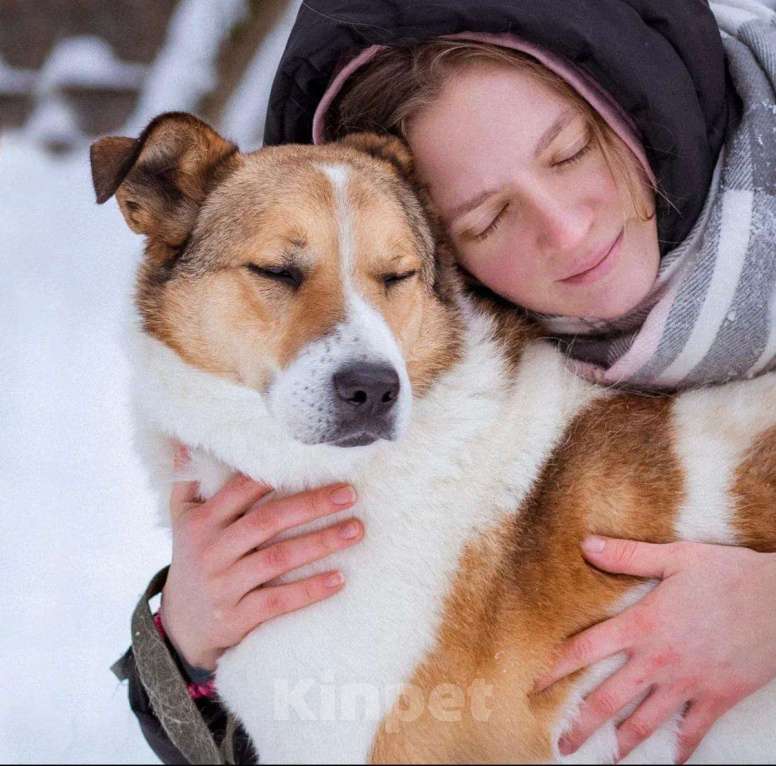 Собаки в Москве: Бомбей Мальчик, Бесплатно - фото 4