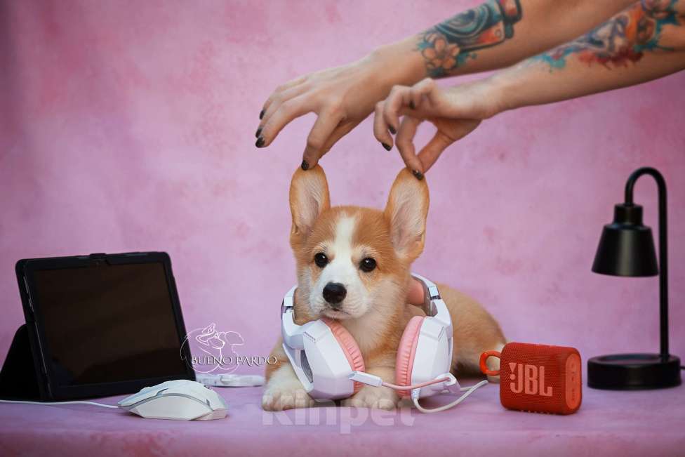 Собаки в Москве: щенки вельш корги пемброк Мальчик, 50 000 руб. - фото 5