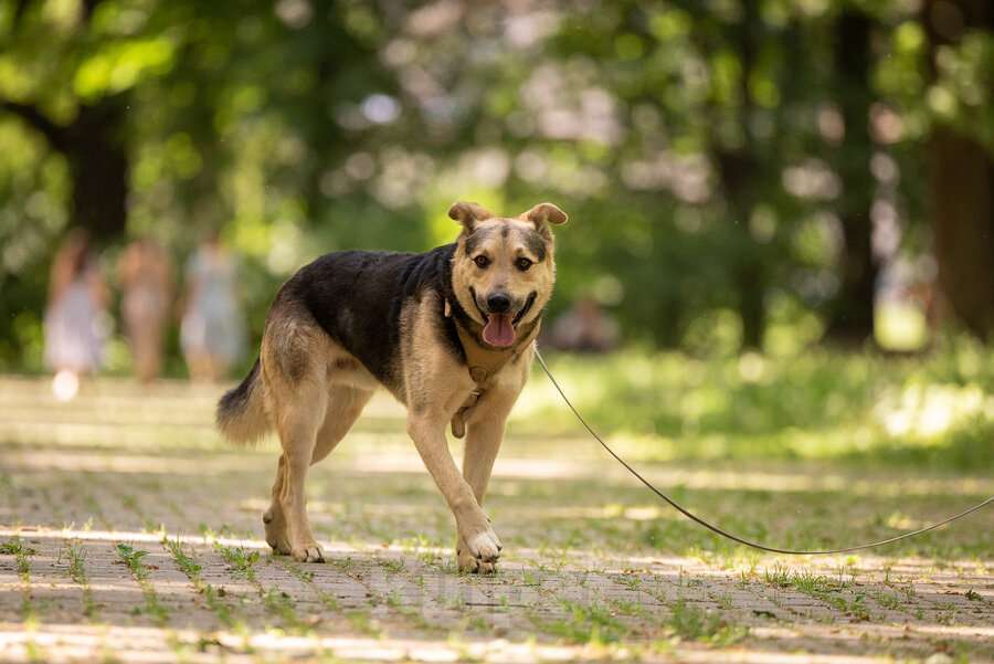 Собаки в Москве: Барри ищет своего человека! Мальчик, Бесплатно - фото 7
