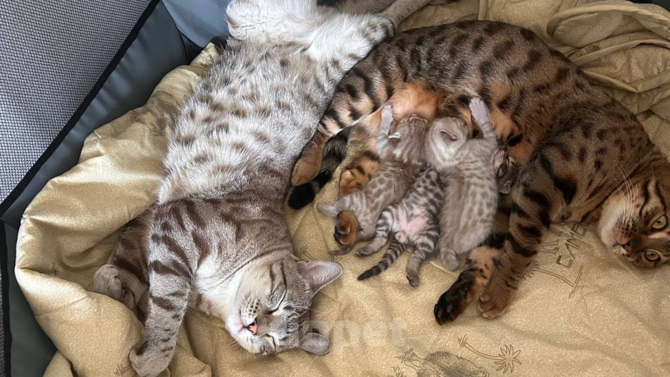 Кошки в Красноярске: Чистокровные бенгальские котята Мальчик, 10 000 руб. - фото 10