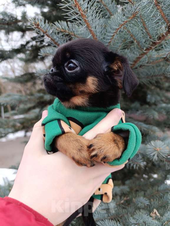 Собаки в Москве: Малыш Чиприано  Мальчик, 60 000 руб. - фото 3