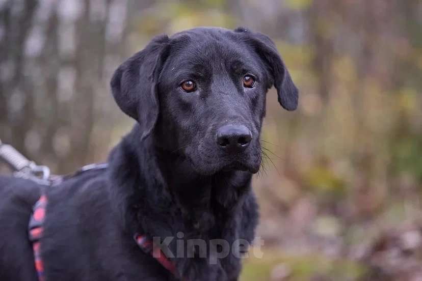 Собаки в Москве: Зорро 3,5 года. ищет семью. Мальчик, Бесплатно - фото 8