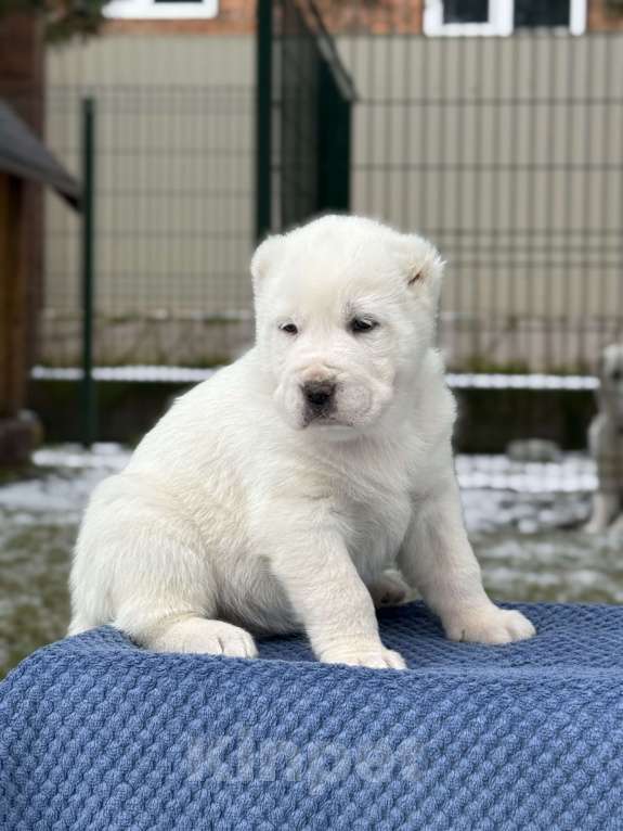 Собаки в Красноярске: Девочка Девочка, 40 000 руб. - фото 1