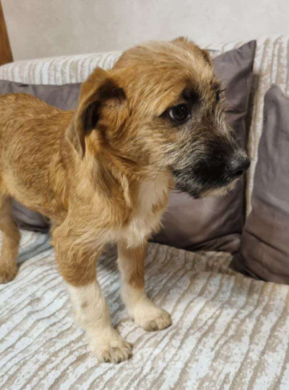 Собаки в Москве: Мультяшный мальчишка – из недавно спасенной семейки Мальчик, Бесплатно - фото 3