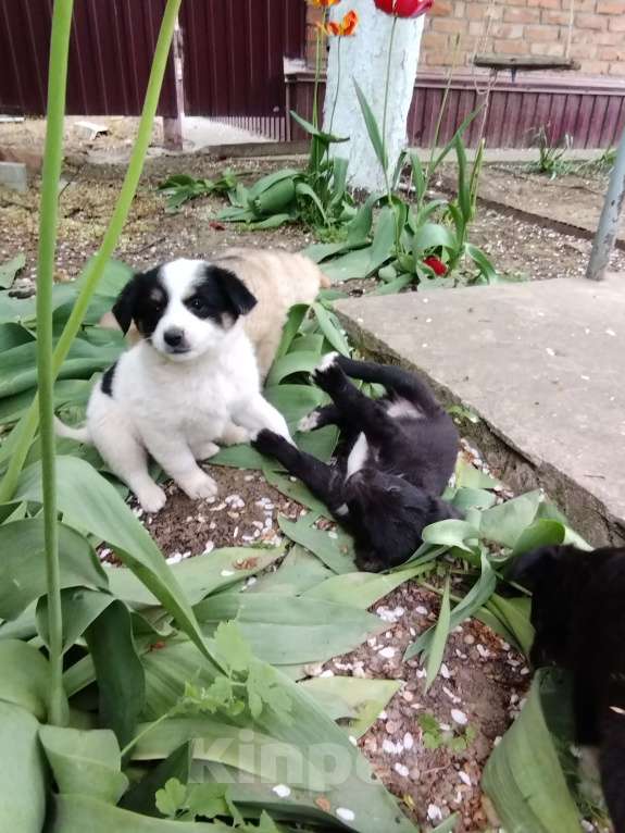 Собаки в Ипатово: Отдам в добрые руки Девочка, Бесплатно - фото 4