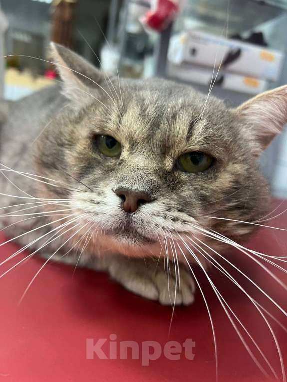 Кошки в Москве: Пристраивается красивейший крупный серый кот по имени Котя. Мальчик, Бесплатно - фото 5