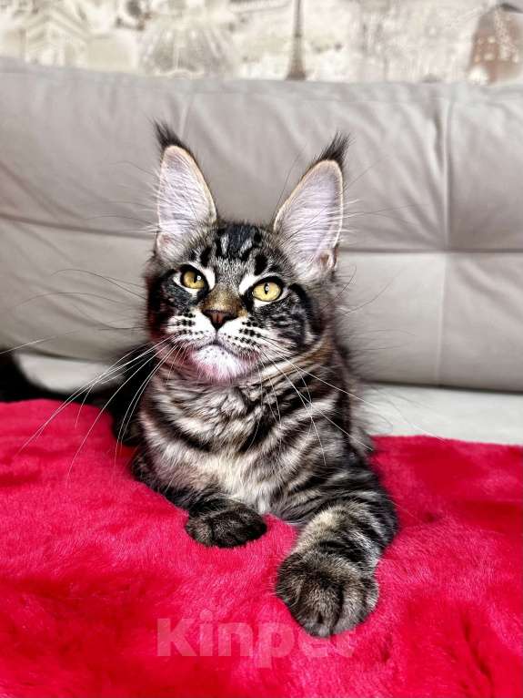 Кошки в Москве: Девочка черный мрамор Девочка, 60 000 руб. - фото 3