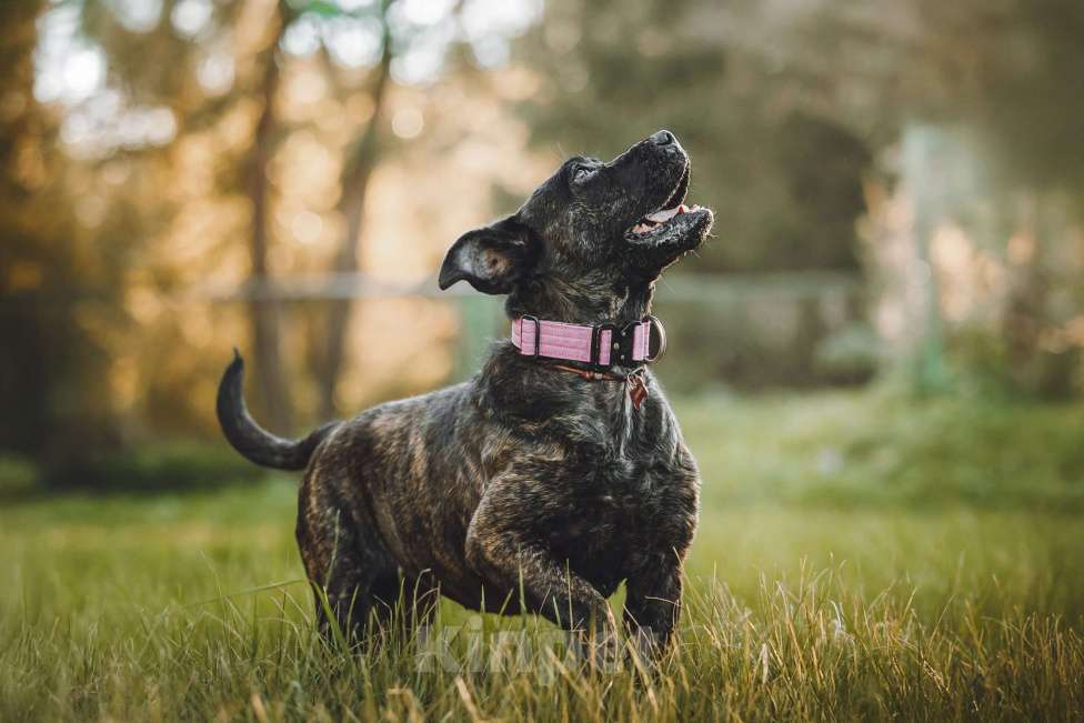 Собаки в Москве: Мудрая Миранда ищет дом Девочка, 1 руб. - фото 8