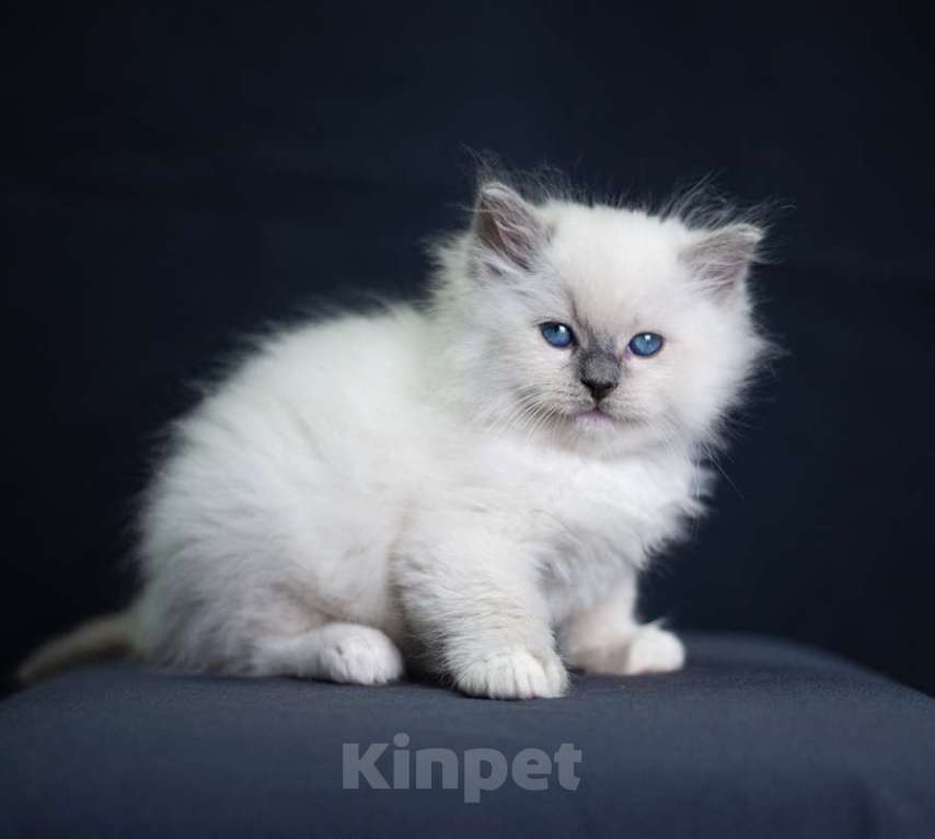 Кошки в Санкт-Петербурге: рэгдолл котята Мальчик, 90 000 руб. - фото 2