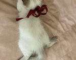 Кошки в Белгороде: Котенок шотландский чистопородный Девочка, Бесплатно - фото 3