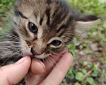 Кошки в Саратове: Котята в добрые руки Девочка, Бесплатно - фото 2