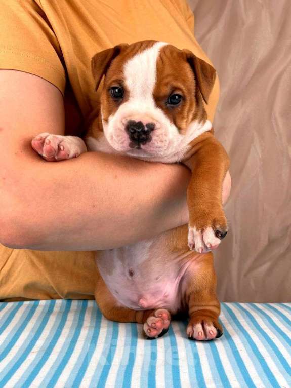 Собаки в Москве: Шикарный мальчик амстаффа  Мальчик, 35 000 руб. - фото 1