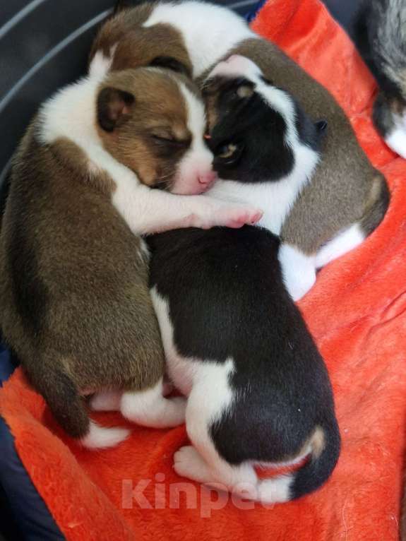 Собаки в Челябинске: Мальчик басенджи рыжего окраса  Мальчик, 75 000 руб. - фото 4