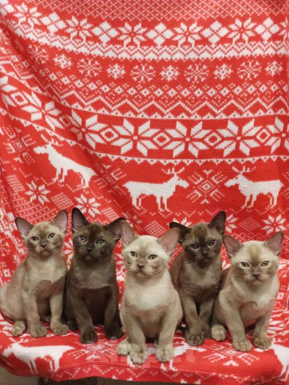 Кошки в Лыткарино: Бурманские котята с документами  Мальчик, 50 000 руб. - фото 4