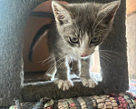 Кошки в Калуге: Котенок Шелдон Мальчик, Бесплатно - фото 4