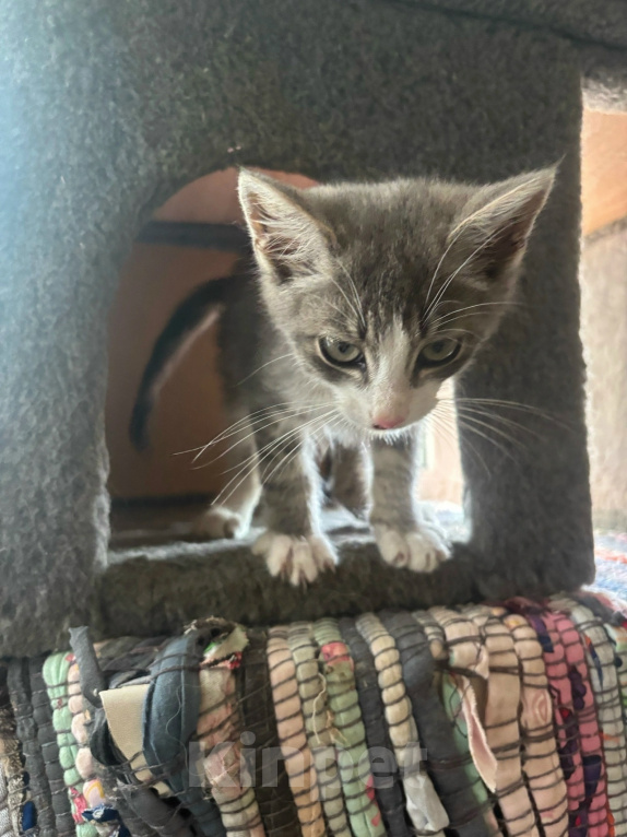 Кошки в Калуге: Котенок Шелдон Мальчик, Бесплатно - фото 4
